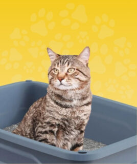 higijena i nega macaka