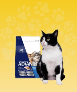 medicinska hrana za macke