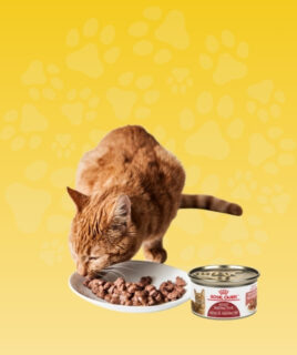 vlazna hrana za macke