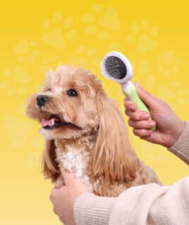 higijena i nega pasa